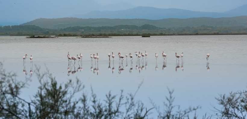 COASTAL WETLANDS