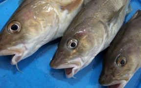 EU FISHERMEN CALL ON VON DER LEYEN