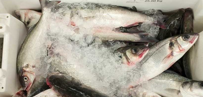 FINFISH INDUSTRY ADVISORY GROUP