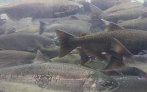 FUND TO SUPPORT SUSTAINABLE WILD SALMON