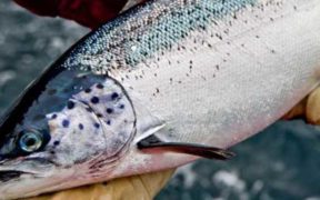 NEW STUDY ON BACTERIA IN FARMED SALMON