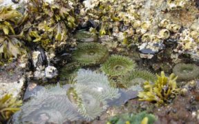 SUSSEX MARINE HAND GATHERING BYELAW