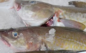 Testing pelagic trawl for wild catch of cod for live storage