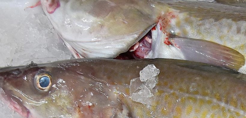 Testing pelagic trawl for wild catch of cod for live storage