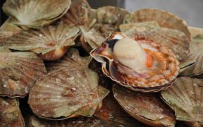 Government funding backs scallop fishing industry breakthrough