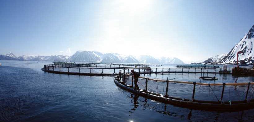 STRONG FISH HEALTH RESULTS