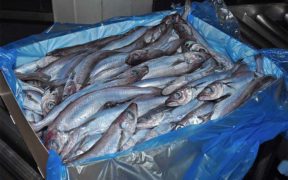 Scots fisherman writes to PM asking why Russian freezer trawlers are allowed to fish in UK shared zone with Faroes