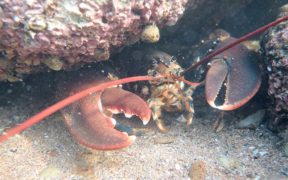 Underwater power cables make lobsters bad swimmers
