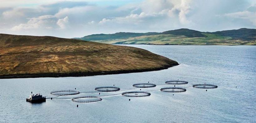 Grieg Seafood welcomes salmon farming transition process