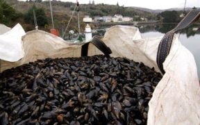SFPA advises public not to gather shellfish in Castlemaine