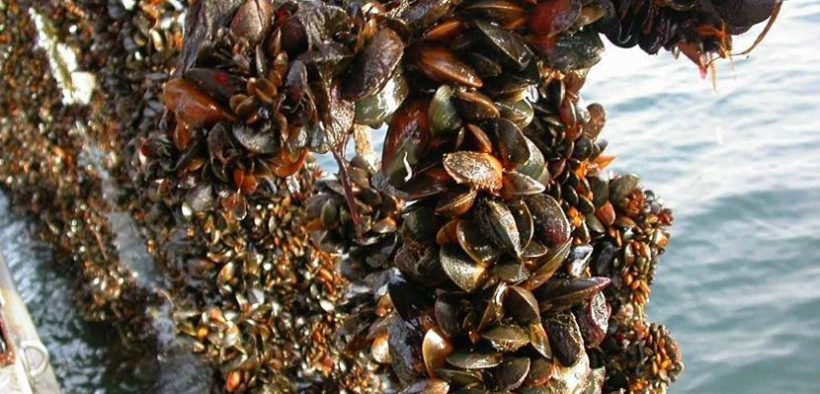 Scottish farmed mussel production soars