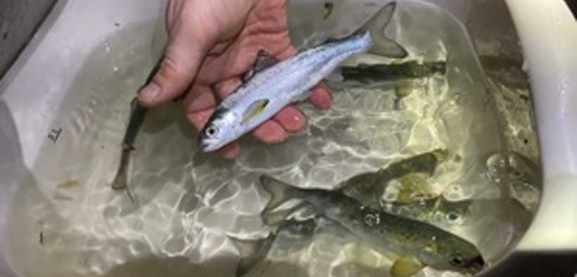 TAMAR SALMON TAGGED