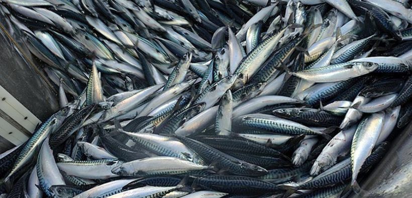 Unilateral mackerel quotas set by Norway and Faroe Islands slammed