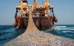 BOTTOM TRAWLING IN THE MED