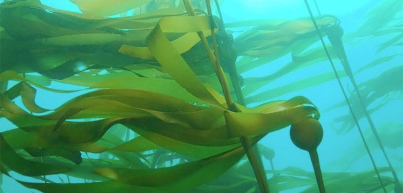 Blue carbon experts in Scotland successful in funding bids