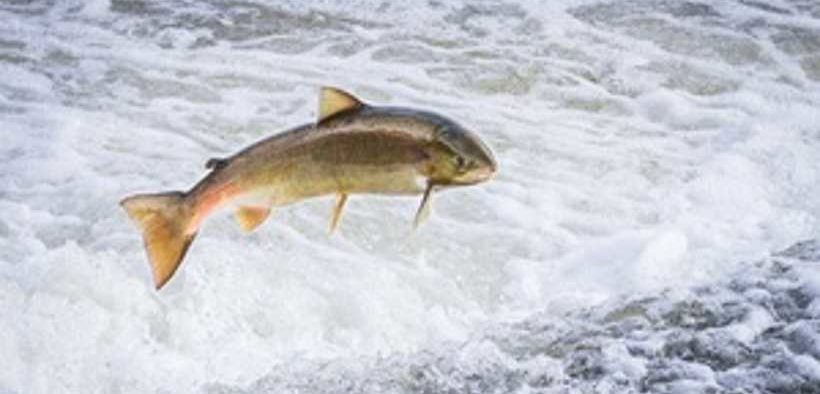 NEW REPORT FINDS UK SALMON
