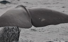 RIGHT WHALE SURVIVAL RATE