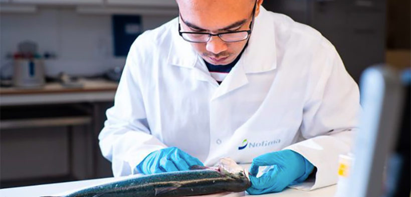 Scientists investigate treatment for amoebic gill disease in farmed salmon