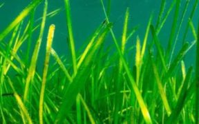 SEAGRASS RESTORATION PROJECT