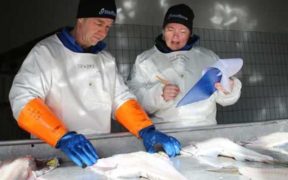 LARGE COD MOST SUSCEPTIBLE TO INJURIES