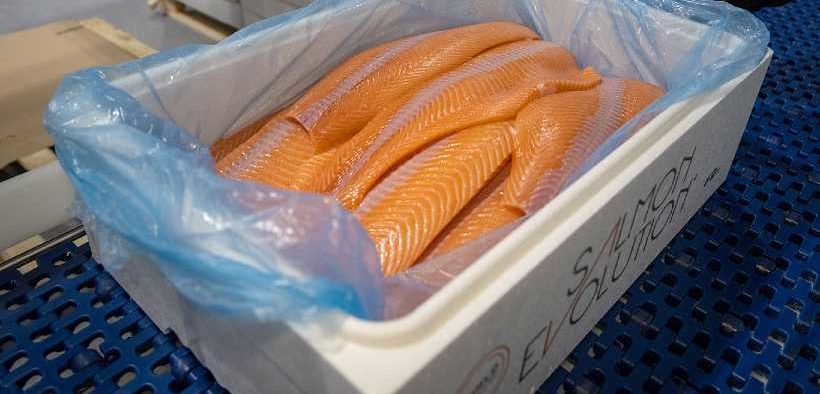 SALMON EVOLUTION STARTS BATCH ONE HARVEST