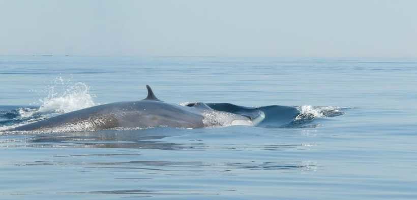 WHALE SEEKER AWARDED $529 000(1)