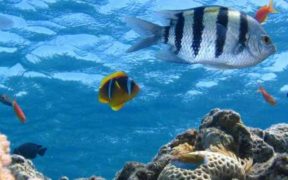 WHAT ANCIENT UNDERWATER FOOD WEBS