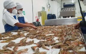 ESF Seafood transforms shrimp processing plant using renewable energy
