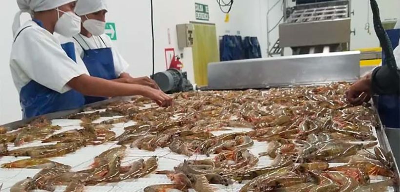 ESF Seafood transforms shrimp processing plant using renewable energy