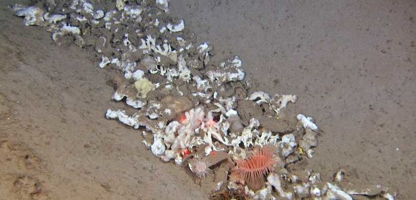 HIGH CONCENTRATION OF TRAWL MARKS