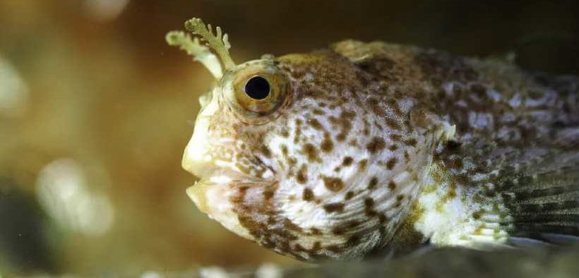 NEW EU MARINE BIODIVERSITY PROJECT