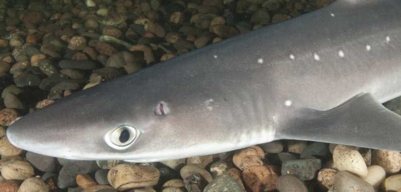 NEW IRISH FISHERY FOR SPURDOG