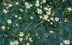 NEW RESEARCH FINDS THAT WATER CROWFOOT BENEFITS