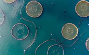 New legislation for seafood farming in US