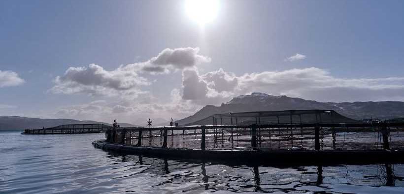 SALMON INCREASES ITS SHARE OF FISH SALES