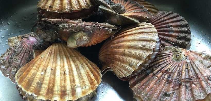 CALL FOR EVIDENCE FOR UK SCALLOP FISHERS