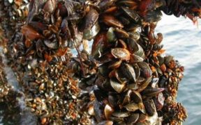 SUSTAINABILITY WIN FOR SCOTTISH MUSSELS