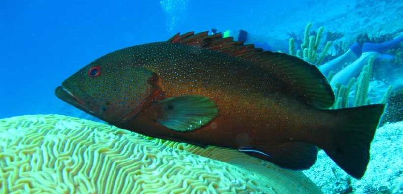 'ANTISOCIAL' DAMSELFISH