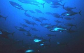 INDIAN OCEAN TUNA COMMISSION SPECIAL SESSION