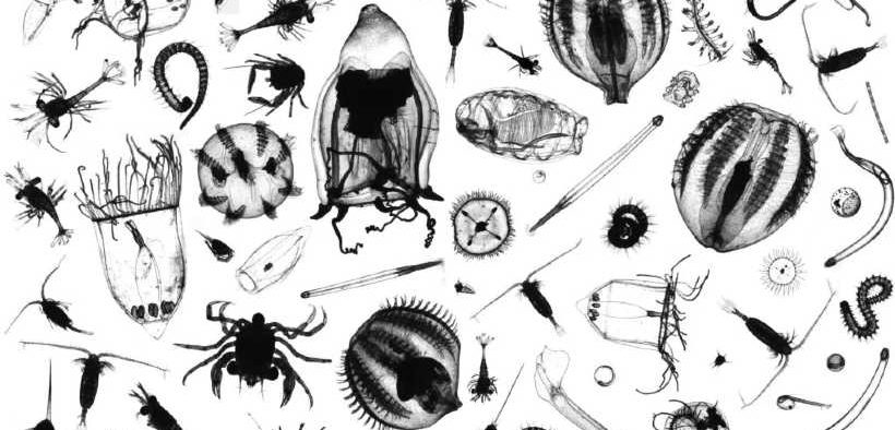 MORE PLANKTON RESEARCH CRUCIAL
