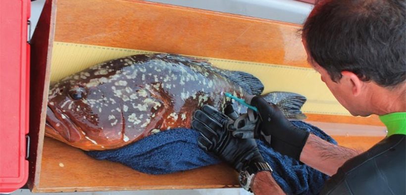 Marine reserves unlikely to restore marine ecosystems