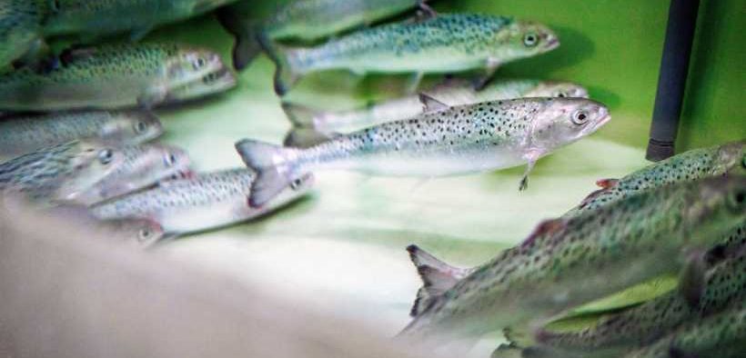 RESEARCHERS HAVE DISCOVERED THE IDEAL