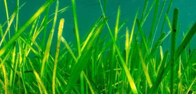 NEW UK SEAGRASS PROTECTION INITIATIVE