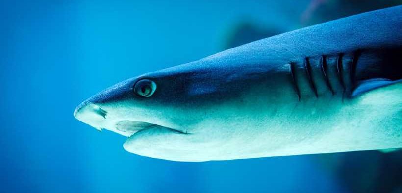 NORTH PACIFIC MANAGERS ADOPT MUCH-NEEDED FISHERIES REFORMS