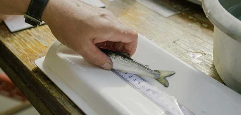 POOLE HARBOUR OIL SPILL