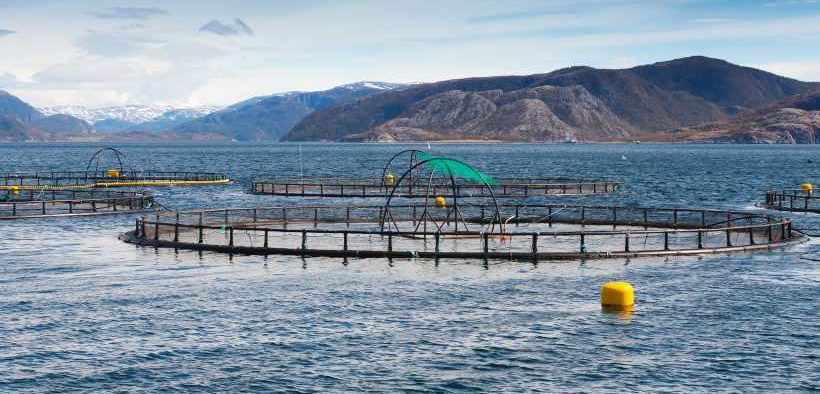 Salmon Scotland raises concerns about proposed marine activity ban in letters to First Ministerial candidates