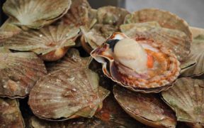 Scottish seafood support package of up to £14 million