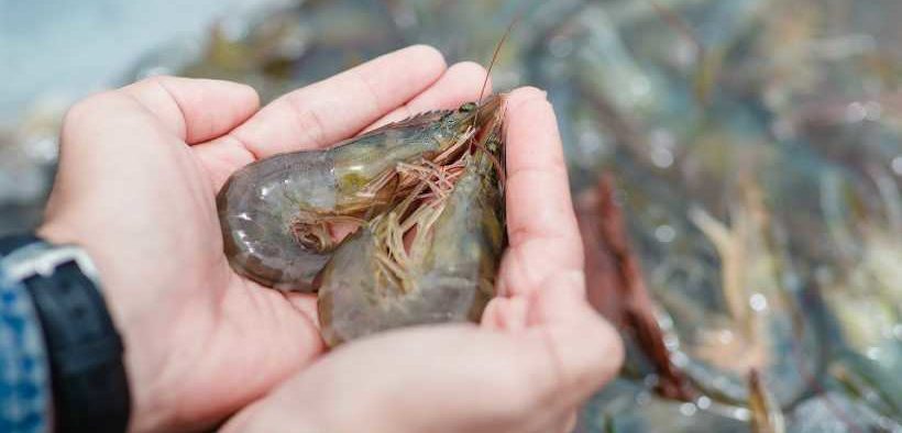 XPERTSEA SIMPLIFIES THE JOURNEY TO SELL SHRIMP RESPONSIBLY