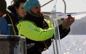Cod larvae attracted by the noise from wind turbines