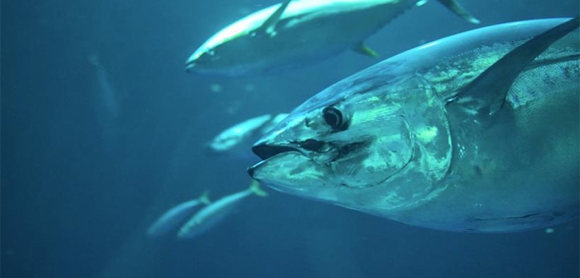 Fisheries MEPs back new management plan for bluefin tuna